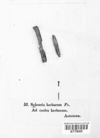 Sphaeria herbarum image
